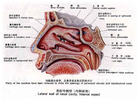 鼻子嘴巴中間|鼻子与嘴巴之间叫什么